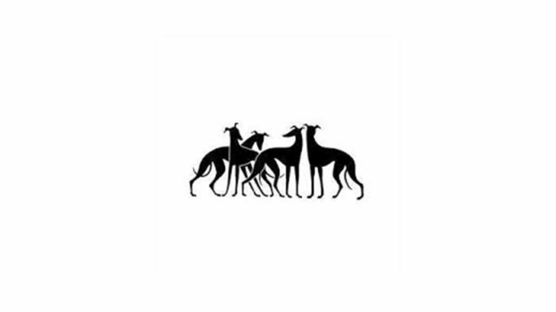 Charities 16x9 - Buffalo Greyhound Adoption